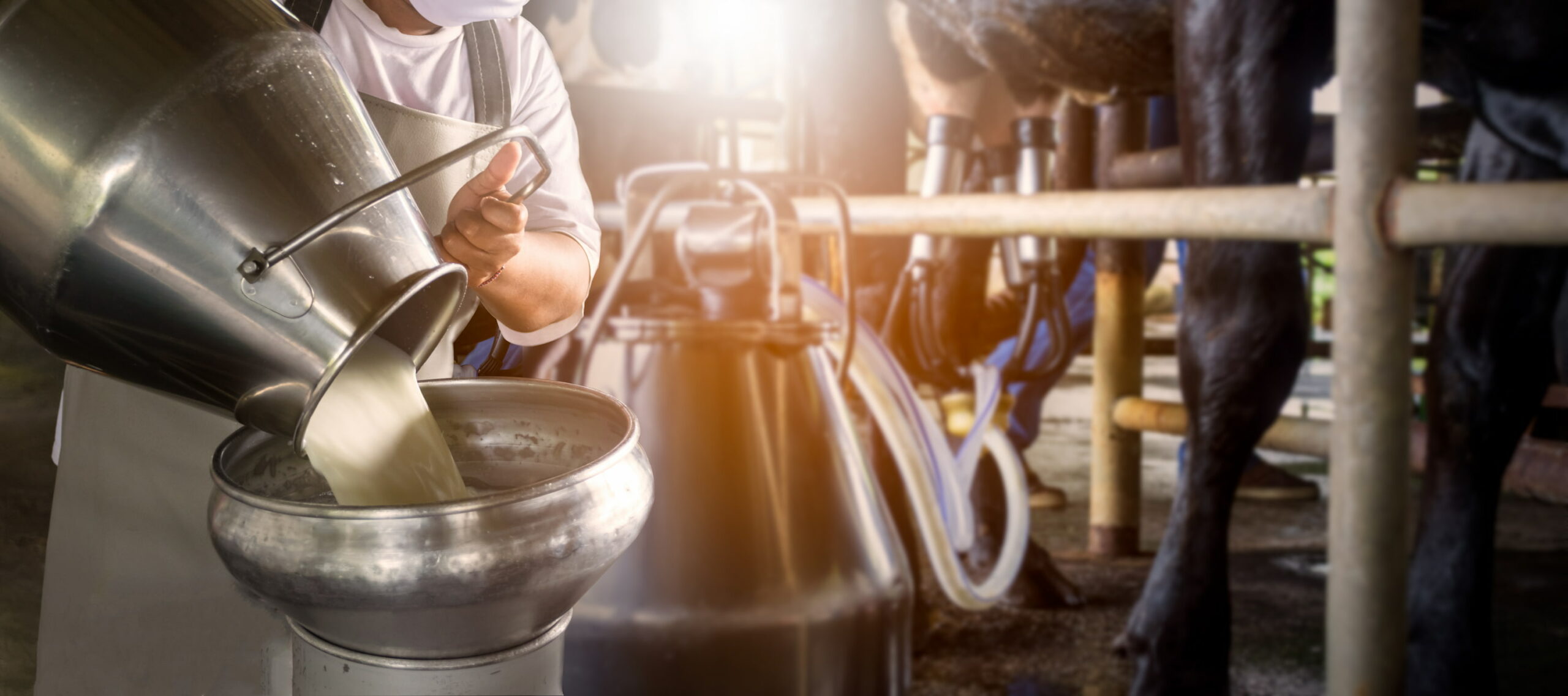 Nahaufnahme eines großen Milchtanks aus dem Milch aus einer Pumpe in einen Tank gefüllt wird mit Kühen im Hintergrund